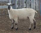 Sheep Trax Monica 433M